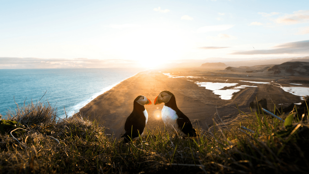 Photography Presets and prints 