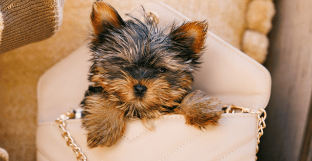 A Yorkie Tale Breeders 