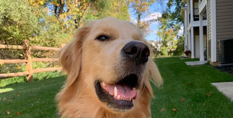 Follow @thatgoldenbrody