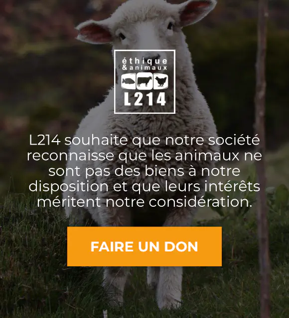 L214 - L214 est une association de défense des animaux.