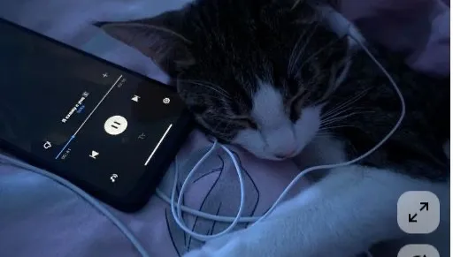 My Playlists