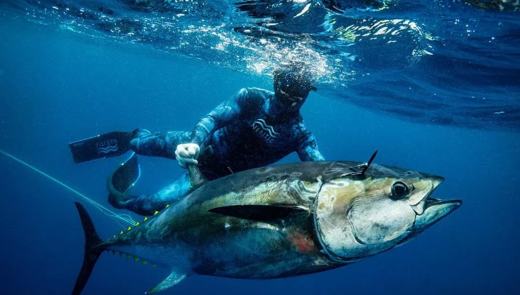 Neritic Diving Website