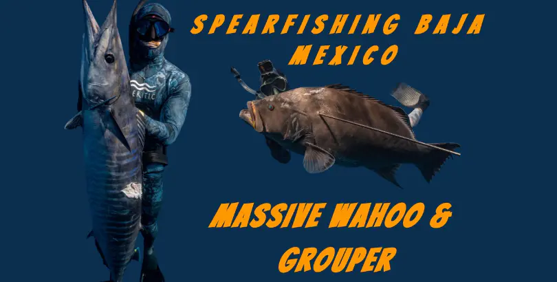 Baja Spearfishing Video