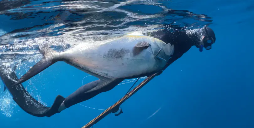 Florida Spearfishing Tournament