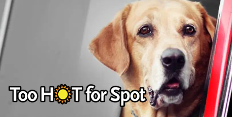 Too Hot for Spot®