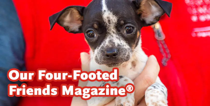 Our Four-Footed Friends Magazine®