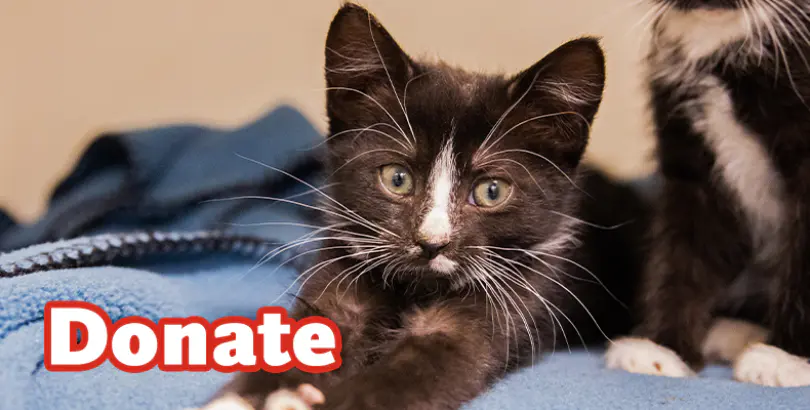 Donate