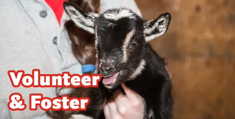 Volunteer & Foster