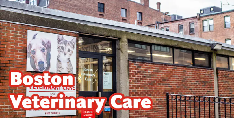 Boston Veterinary Care