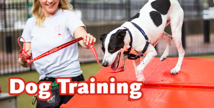 Dog Training