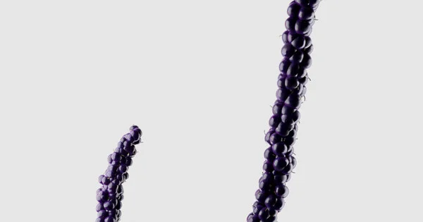 FISHER, bbyclose - Blackberries