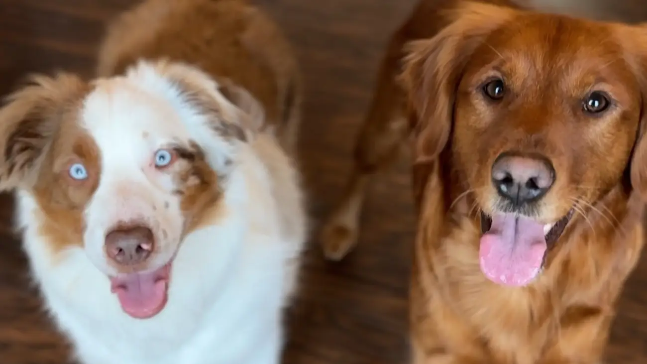 Levi and Maisy's Amazon Links
