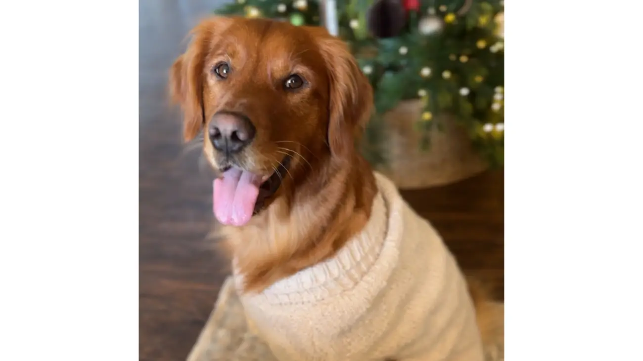 MAISY'S SWEATER LINK (CHEWY)