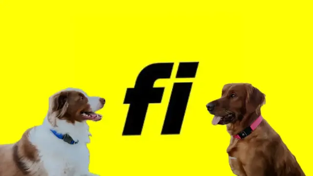 FI DOG COLLAR 