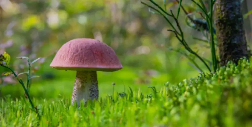 Humans Should Act More Like🍄by Alli Schaper