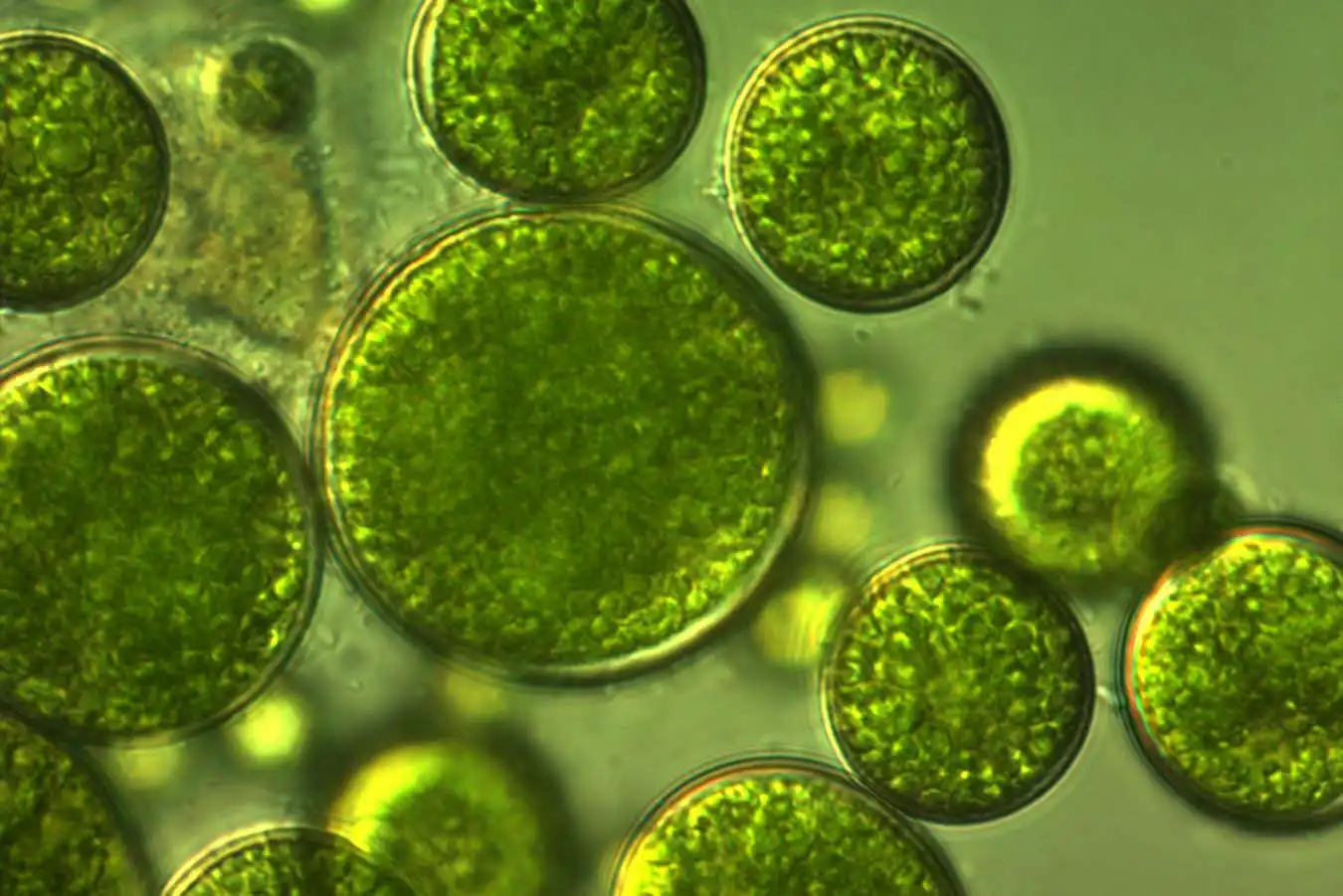 Why the origins of life remain a mystery