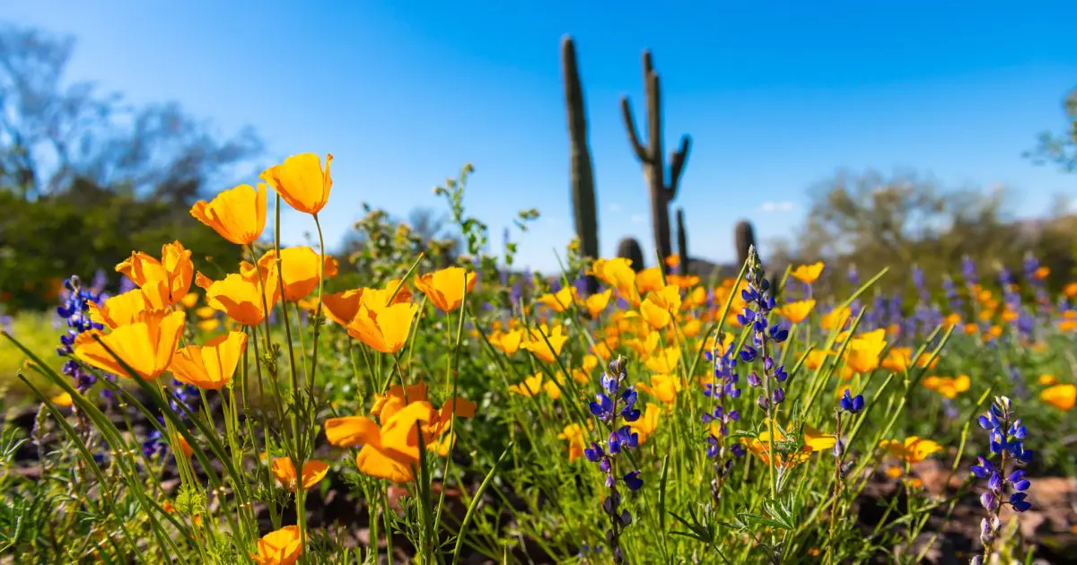 Appreciate AZ | Visit Arizona