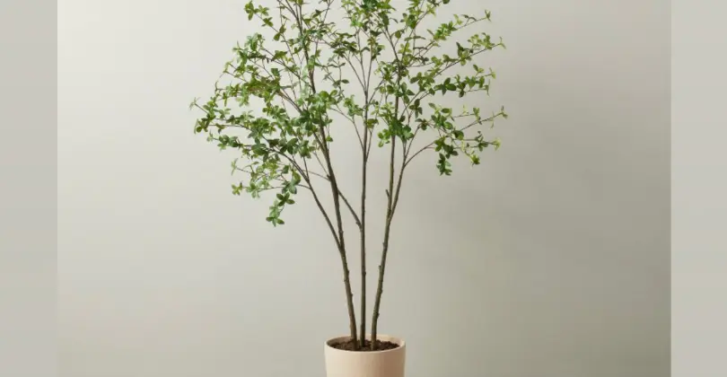 Japandi Style Tree   | looks realistic 