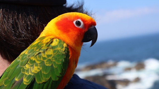 Donate to Support The Search for Duckie & Help Future Lost Animals, organized by Sabrina Doyle