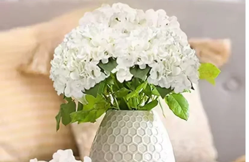 Hydrangeas (Blue and White ones I got)