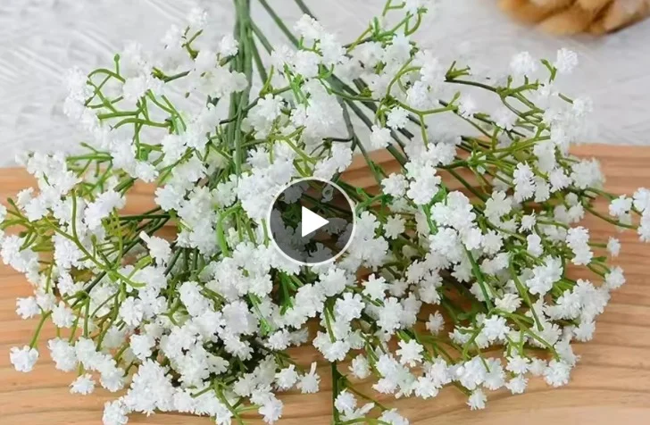 Baby Breath/Gypsophila 