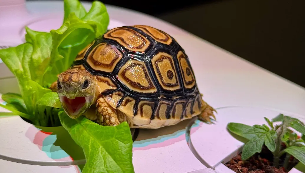 Indoor Herb Gardens and Indoor Gardening Kits | Click & Grow