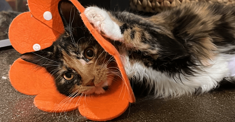 Cat Toys