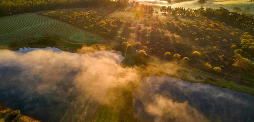 Discover Manjimup: The Ultimate Guide