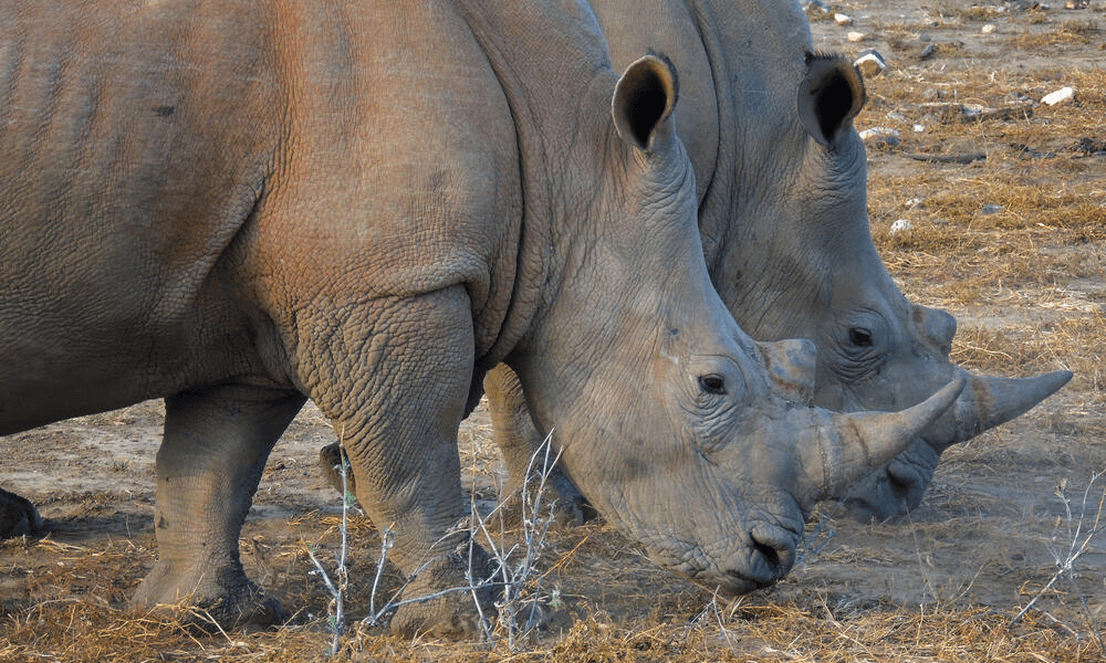Protect Endangered Species 🦏