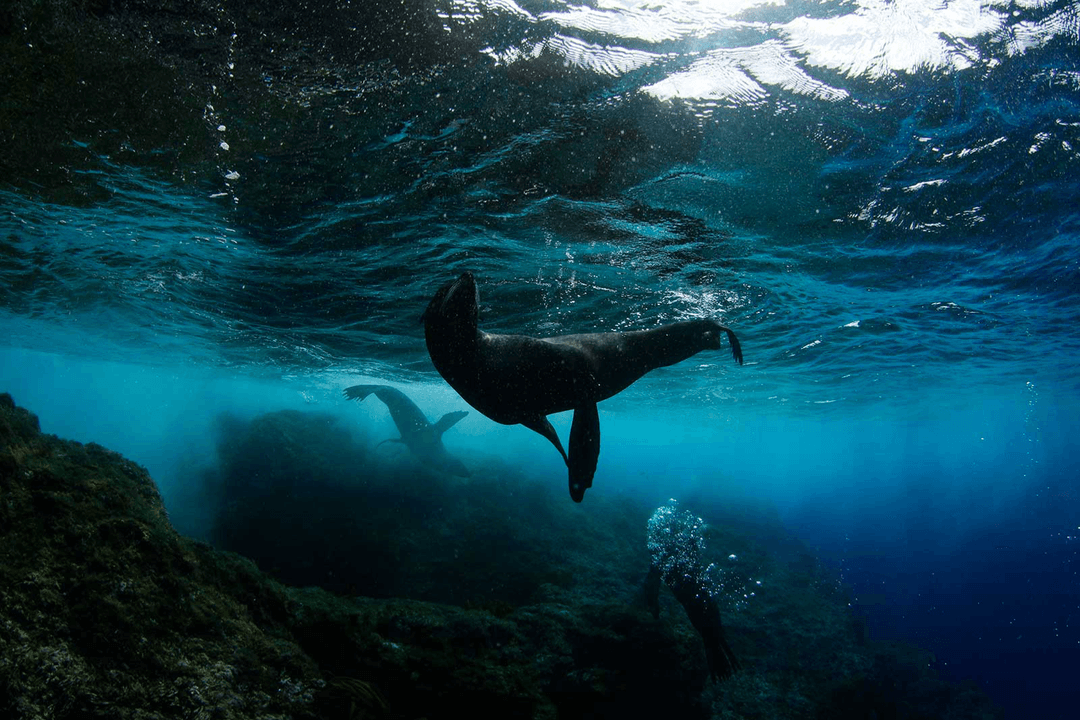 Save Our Oceans 🌊