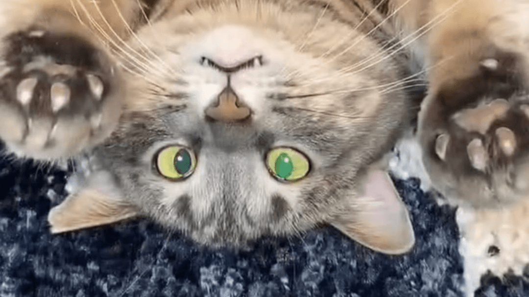 MisfitPets's Amazon Page