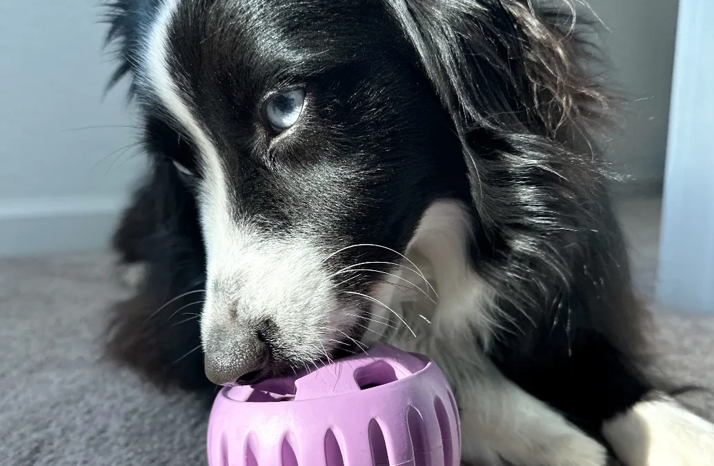 Woof - MAVA