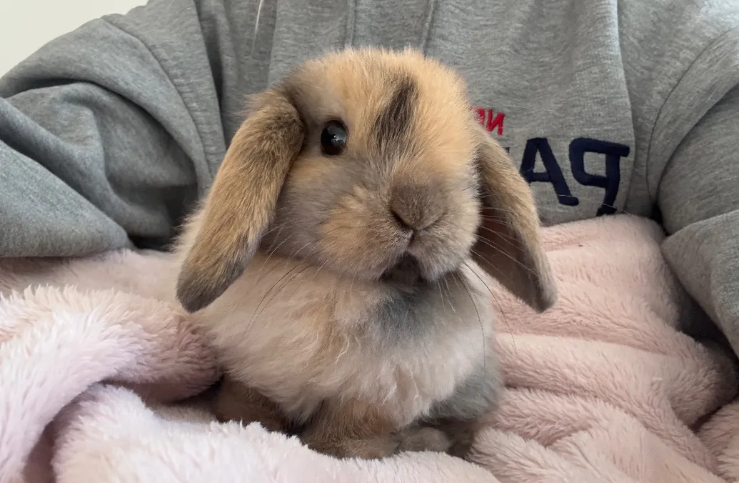 Bunny Tiktok