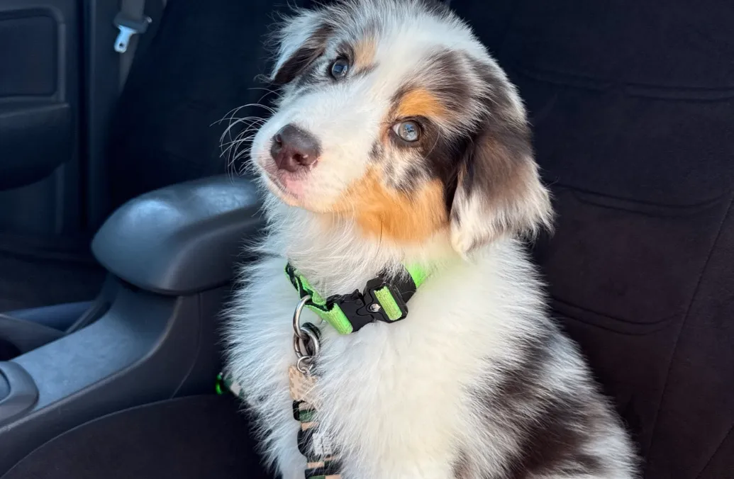 Kylo | puppy instagram