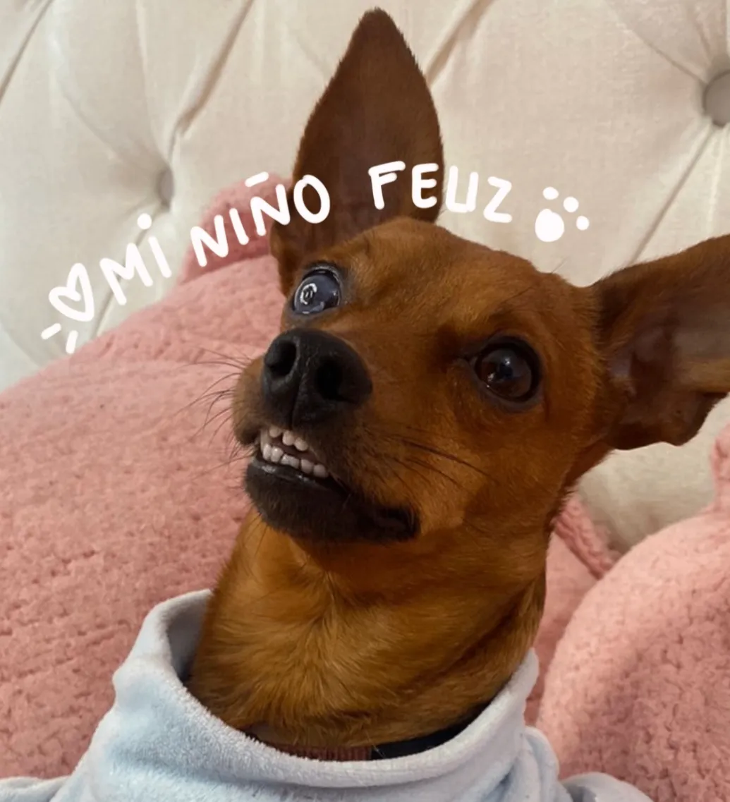 SAMIR & CO - Donate for hundreds of animals in need 🩷 your help makes the difference