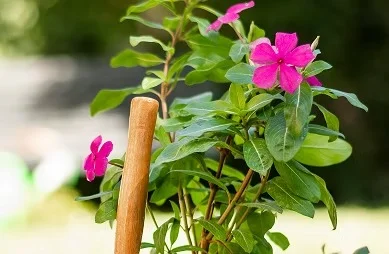 Garden Makeover in Sydney 