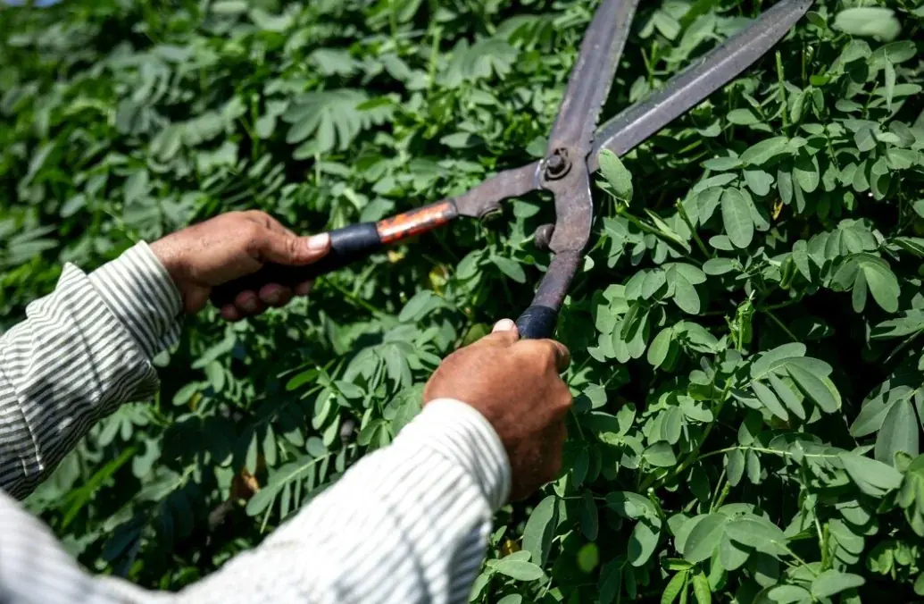 Hedging and Pruning in Sydney