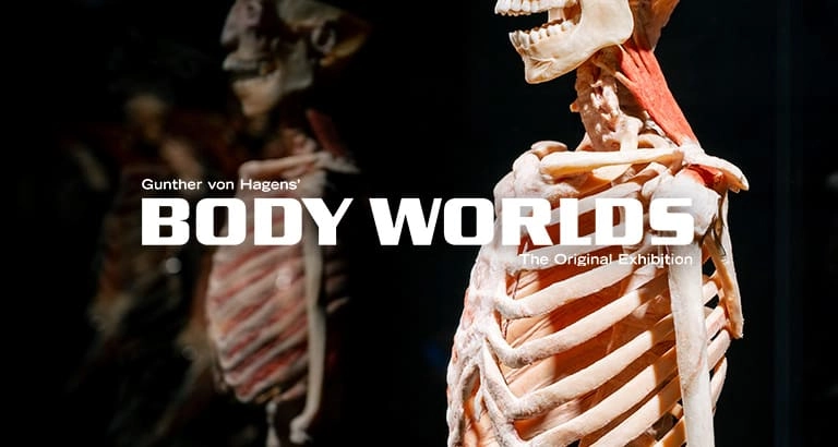 Body Worlds - Use RAMONDA10 for 10% off