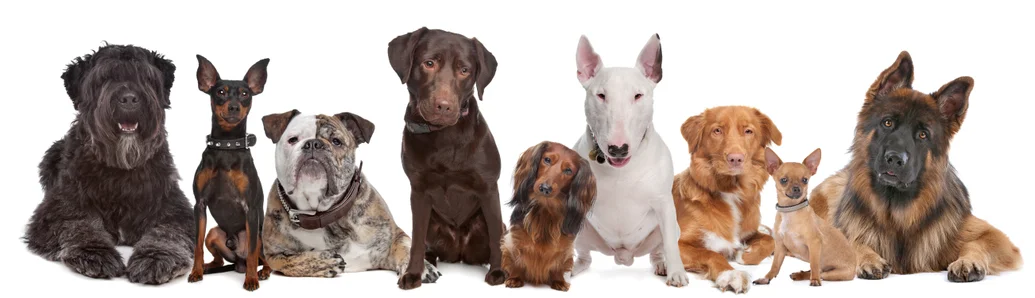 Fresh 'N' Green Carpet Cleaning | Pet Stain and Odor Removal
