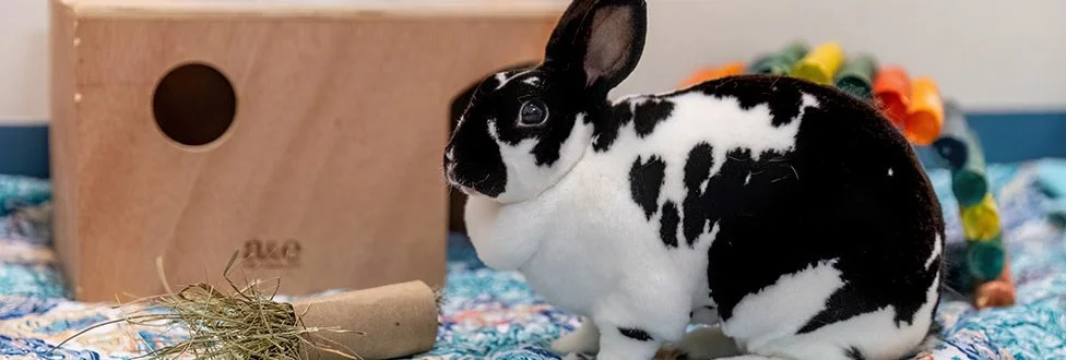 Help ARL "Clear the Shelters" 8/1-8/31