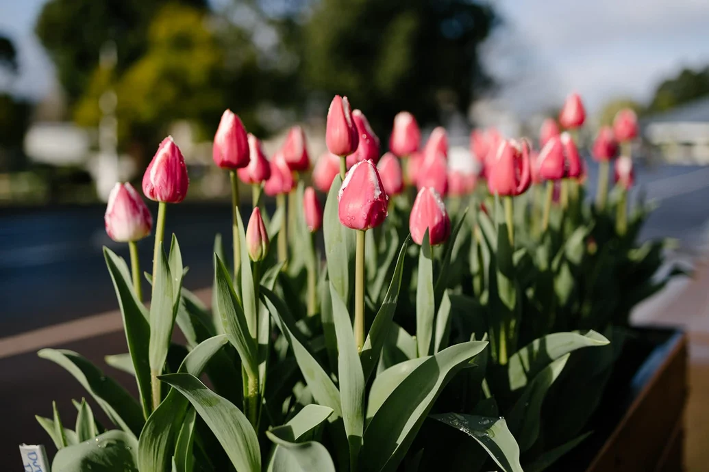 Nannup Flower & Garden Festival