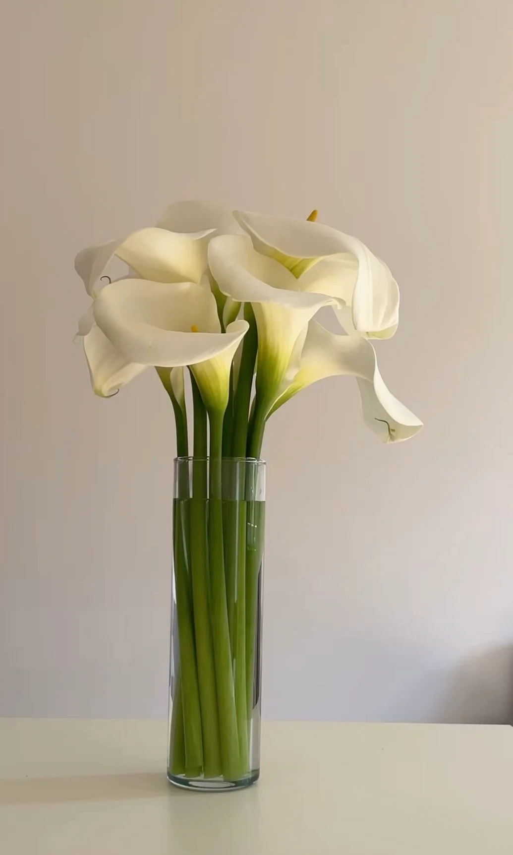 Design & Marketing Services
