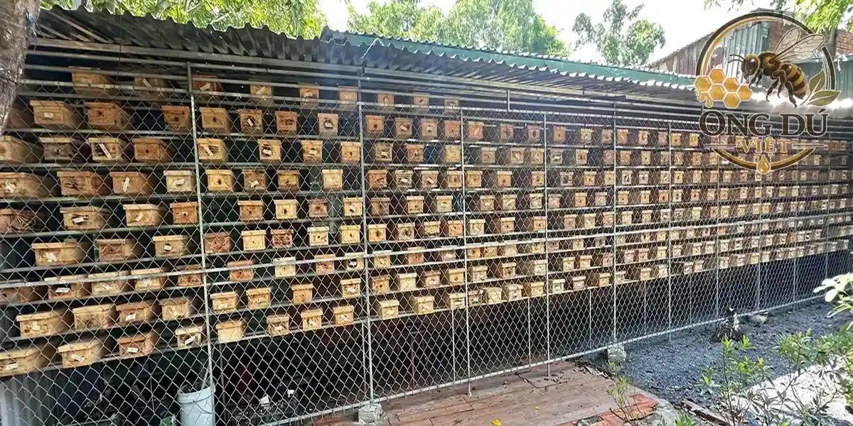 Ong Dú: Báo Giá Con Giống, Mật Nguyên Chất & 10 Kỹ Thuật