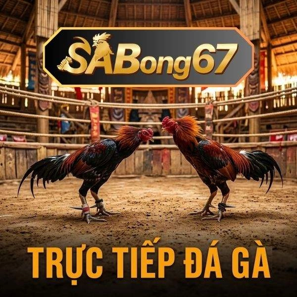 SABONG67 | NỀN TẢNG CÁ CƯỢC ĐÁ GÀ TRỰC TIẾP THOMO HÀNG ĐẦU CHÂU Á