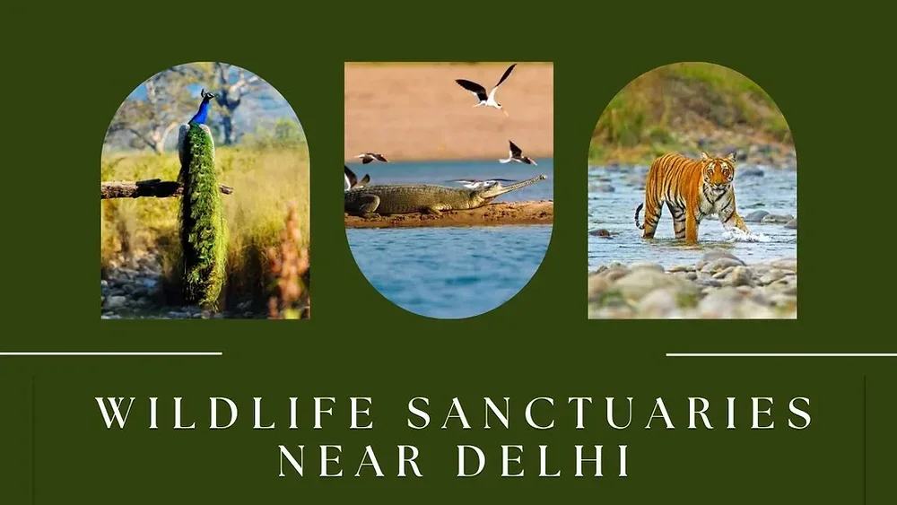 Wildlife Sanctuaries Near Delhi to Visit in 2026