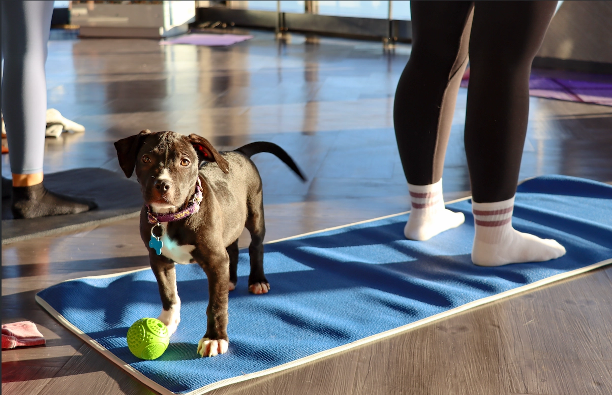 360 Puppy Yoga - October 4 🐶🧘