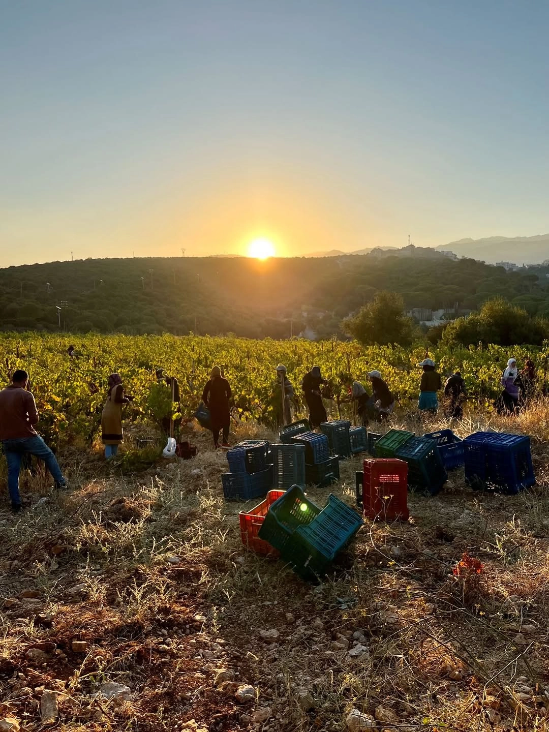 Lebanese Wine Dinner