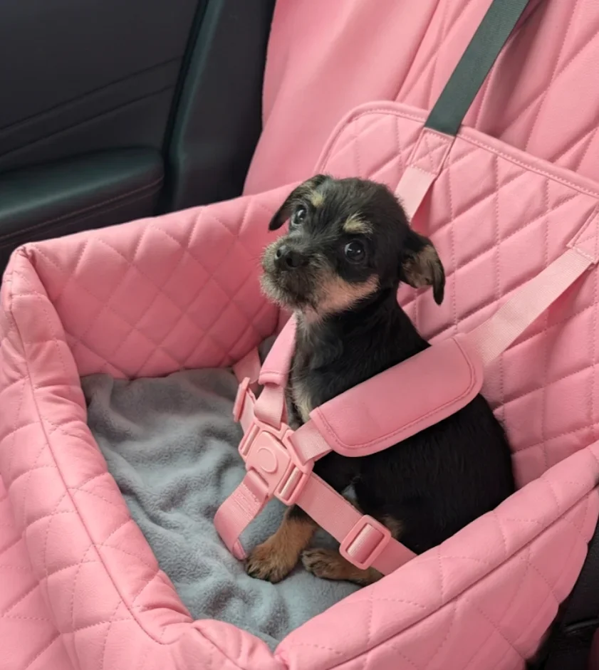 Shop our Pet Must Haves!- Amazon