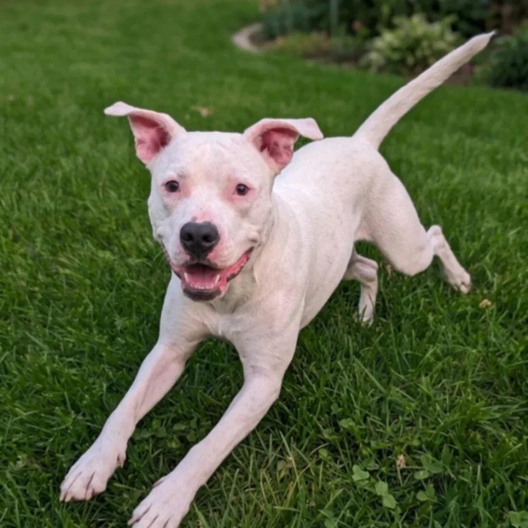 Pet Surrender Application Form