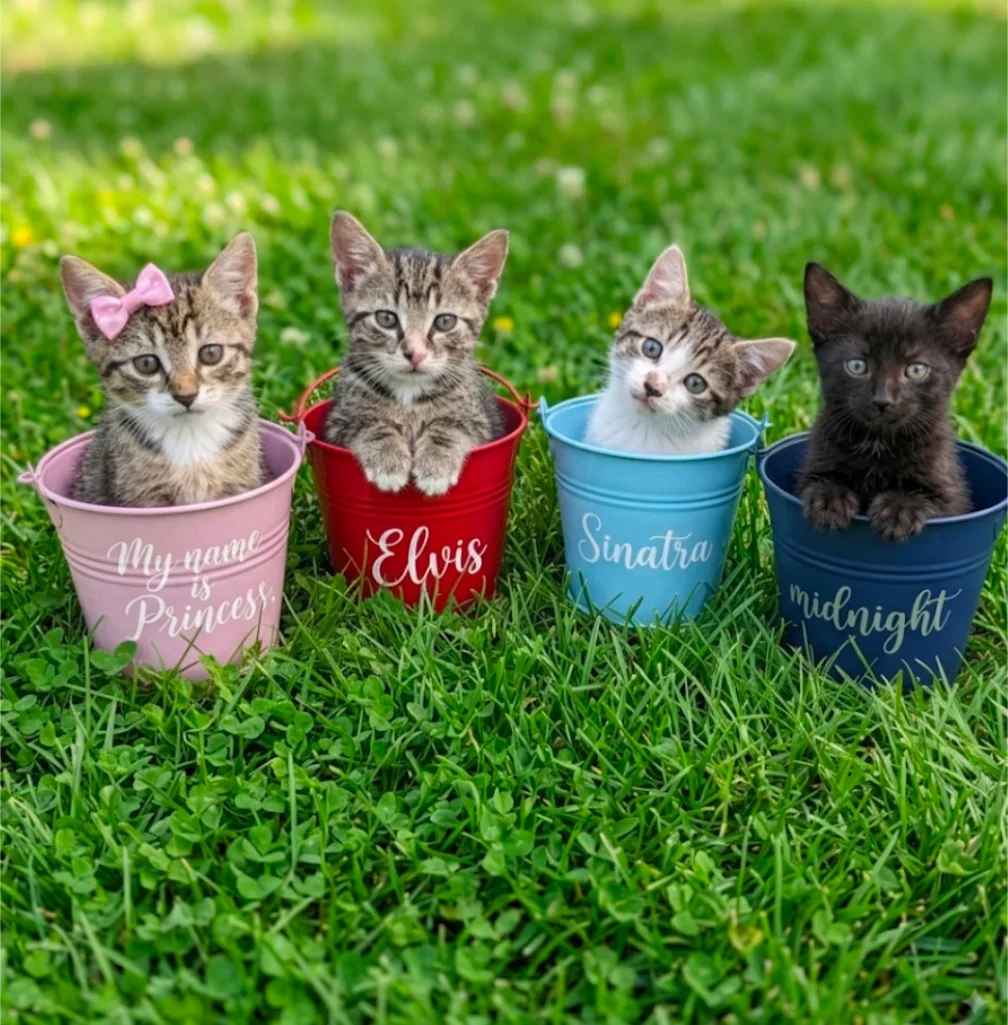 Kitten Adoption Application & Agreement 🐾